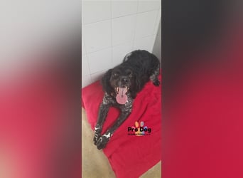 Ozzie sucht sein Zuhause