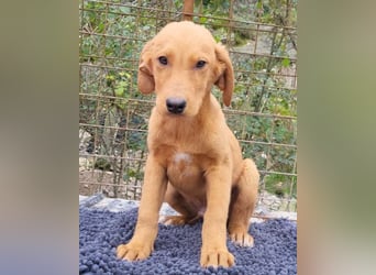 Kimbo ❤️ verspielter Labi-Bracke-Mix Bub