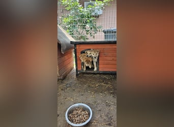Capone, aktiver Shiba Inu Welpe geb. 2025