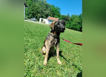 Toby junger Schäferhund Mischlingsrüde Mischling Rüde Junghund sucht Zuhause oder Pflegestelle