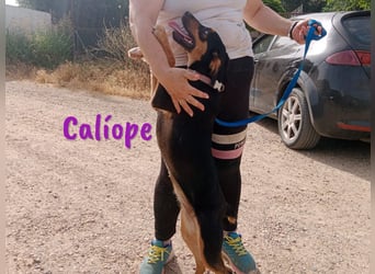 Calíope geb. 01/2025 (ESP) - fröhliche, sympathische und treue Junghündin!