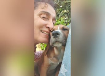Junghund TASCO sucht sein Für-immer-Zuhause