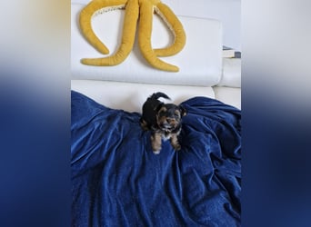 Yorkshire Terrier Welpen mit Stammbaum, Farbe Black Tan in Baden-Württemberg