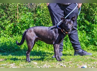 Faustino, Labrador-Mix - freundlich und sozial