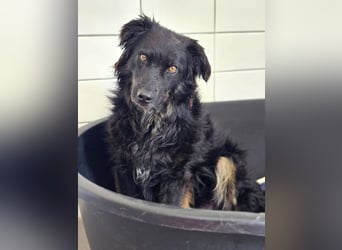 Wunderschöner Loki sucht Pflegestelle oder ruhiges Zuhause