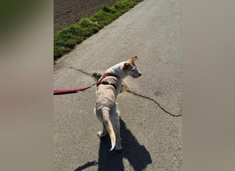 SANDY ❤️ ein liebevoller Gefährte, Pflegefamilie Elsdorf