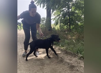 Agora,unaufdringlicher Staffi sucht seine Menschen in NL/CH/A oderSWE