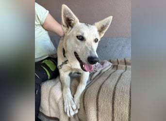 Vera ❤️ menschenbezogene Husky-Dame