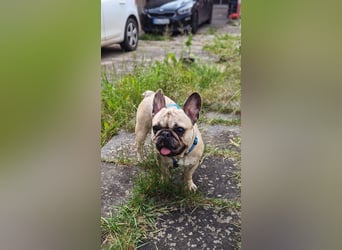 Baffie, freundliche, verschmuste Französische Bulldogge geb. 2023