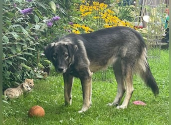 ♥ALITA♥ Pflegestelle dringend gesucht - wunderschöne, aufgeschlossene Herdenschutz-Mix-Hündin 59 cm