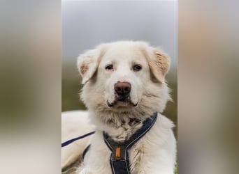 Erna wartet in Tierpension Tannenhof 54597 Wallersheim