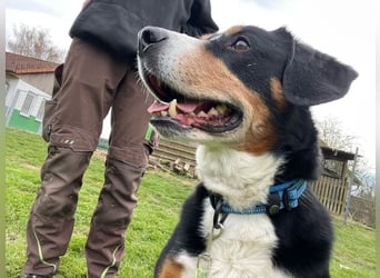 Cooper, Entlebucher Sennenhund, geb. 2016, sehr menschenbezogen