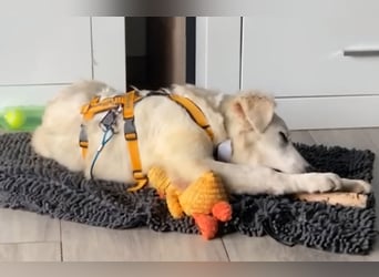 Cole: Lausbub zum Verlieben