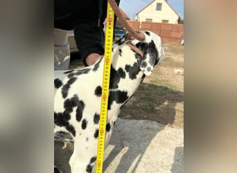 Dius, 3 Jahre, 57cm sucht ihr Körbchen