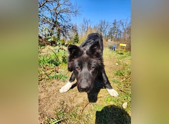 6 Monate alter Jung_ Shollie: Intelligent, Stubenrein, lernbegierig...