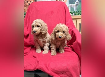 Goldendoodle F1b in Medium