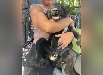 Dobri ein kleiner Spatz