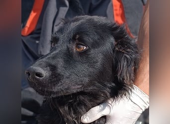 Lieber Kroatischer Schäferhund Mix Fernando sucht seine Menschen