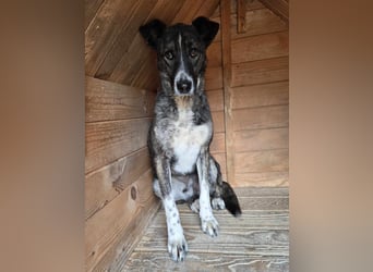 Flint - Hundeflüsterer gesucht