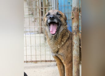 Kuckuck, zauberhafte NISHA sucht liebevolle Familie