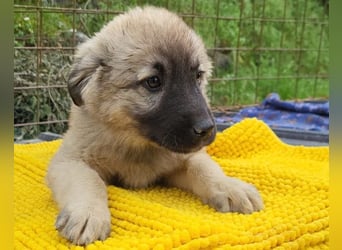 Suki ❤️ Süßes + liebes Welpenmädchen!