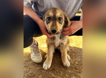 Pippa sucht wundervolles Zuhause!