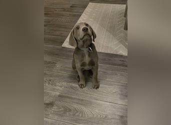 Labmaraner Welpen ( Labrador- Weimaraner)