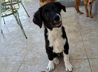 Barney2 geb. 02/2025 (GRC) - verschmuster und verspielter, charmanter Griechischer Hirtenhund Welpe!