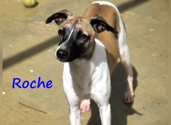 Roche 08/2024 (ESP) - verspielter und menschenbezogener Whippet Welpe!