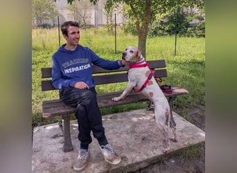 Asia - liebe, menschenbezogene Hundeomi