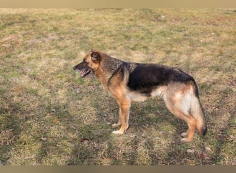 Peppie, lässt gern mal die Ohren hängen!