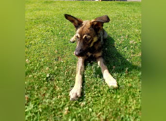 Johnny – Charmeur mit der Sonne im Herzen