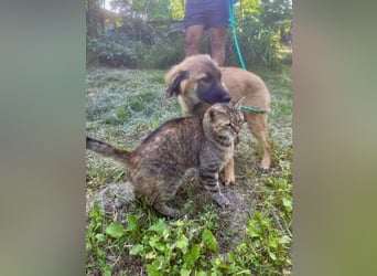 Bella - neugierige, aktive, verspielte Hündin / z.Zt. noch in Rumänien