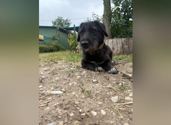 Süße Picurka sucht liebevolles Körbchen!