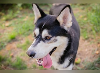 Chip-Nr. 245725 - der hübsche Husky-Mix Rüde möchte mit seinen Menschen tolle Abenteuer erleben
