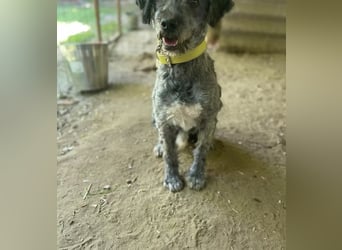 BUBBLE - Freundlicher Puli-Mix, rundum verträgllich