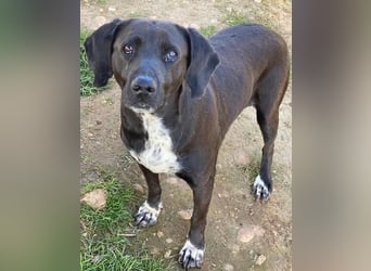 Hailey, geb. ca. 06/2015, lebt in GRIECHENLAND, auf einem Gelände, Hunde werden notdürftig versorgt