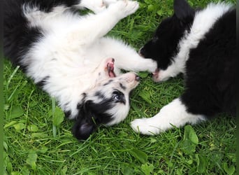 Border Collie Welpen