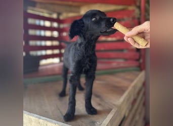 Minka ein Zauberpüppchen