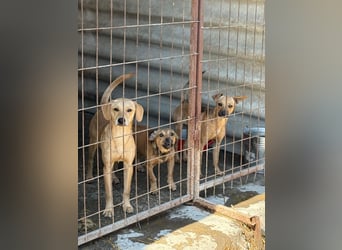 Egon LM – Kleiner Kämpfer mit großem Herzen sucht echtes Zuhause