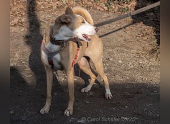 Lila ist eine zierliche Hundedame