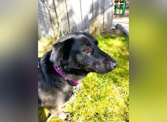 Sunny auf Pflegestelle