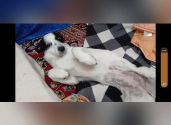 Josie sucht Herzensmensch fürs Leben