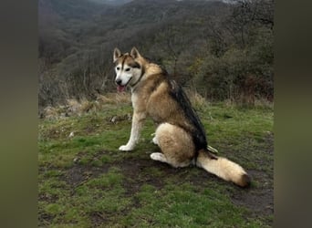 WOLFI ca. 5 J. Malamutmixrüde, kraftvoll und sportlich