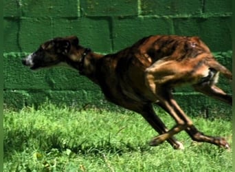 Lalo2 09/2023 (ESP) - sehr freundlicher und verspielter, wunderschöner Galgo!