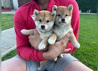 Shiba inu Welpen mit Papieren, Transport möglich!