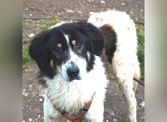 Freundlicher Peppe sucht seine Familie