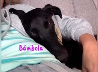 Bámbola 02/2023 (in Deutschland) - lebensfrohe, liebevolle und neugierige Galga!