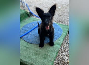 Manuela, ein süßes Hundekind