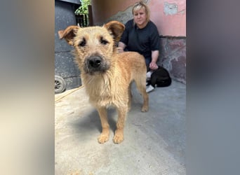 Teddy, 2 Jahre sucht sein Körbchen